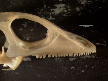 Media type: image;   Herpetology R-131846